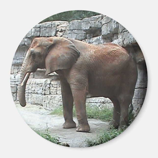 Íman Elphant Magnet (Frente)