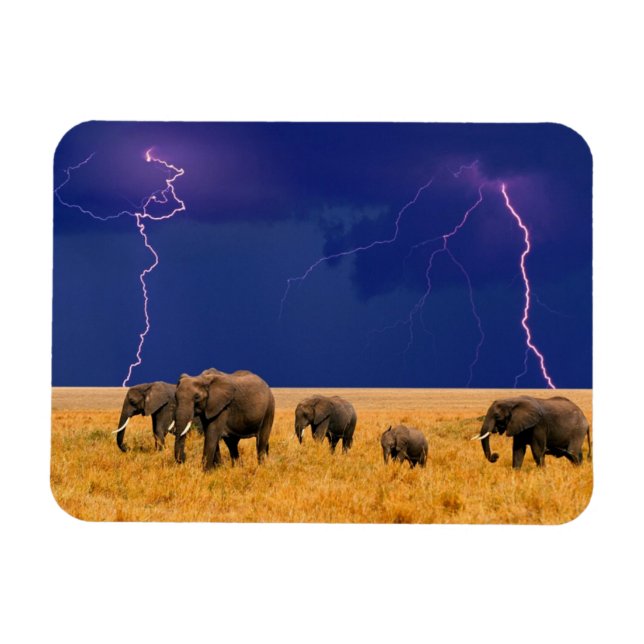 Íman Elphants Magnet (Horizontal)