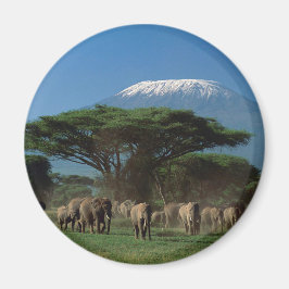 Íman Elphants of Mt.Kilimanjaro