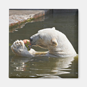 Íman Emblema de Urso Polar Comendo Fruta