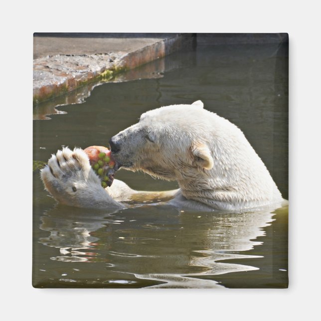 Íman Emblema de Urso Polar Comendo Fruta (Frente)