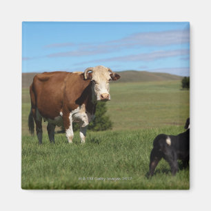 Íman Embora as vacas e os cães sejam de diferente