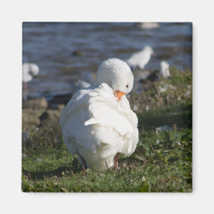 Íman Emden Goose