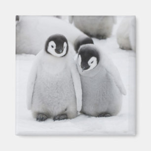 Íman Emperor Penguin Chicks on Ice in Antarctica