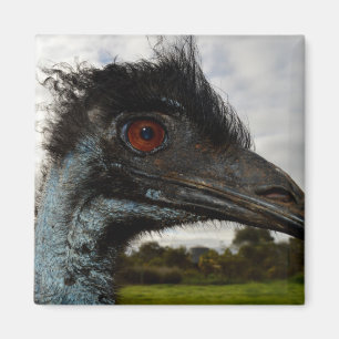 Íman Emu Australiano Fechar, Imã de geladeira