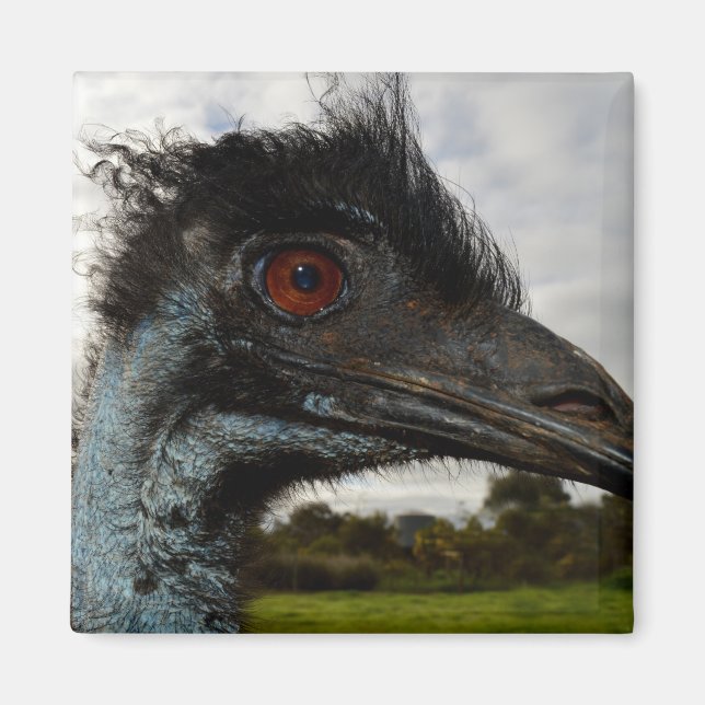Íman Emu Australiano Fechar, Imã de geladeira (Frente)