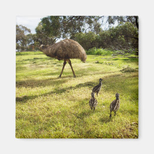 Íman Emu Com Pintinhos Vizinhos, Imã de geladeira