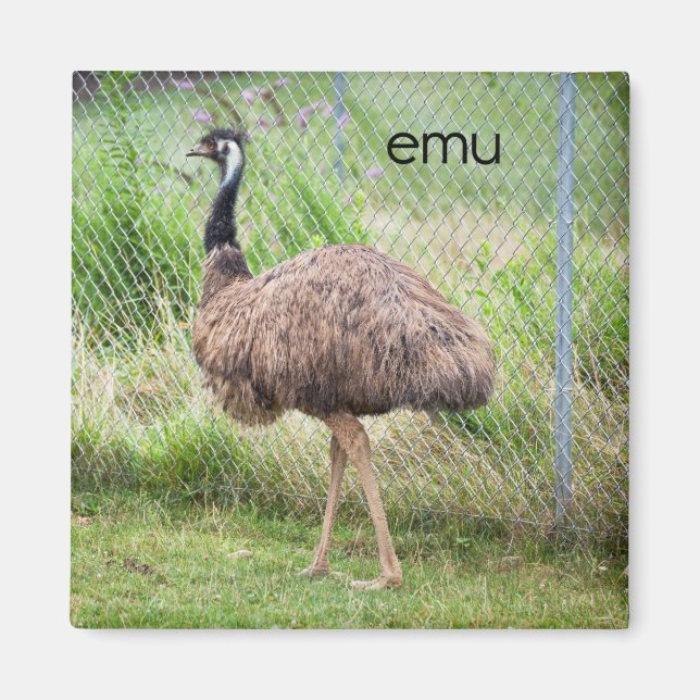 Íman Emu Refrigerador Magnet (Frente)