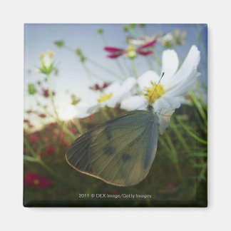 Íman Encerramento da borboleta na flor