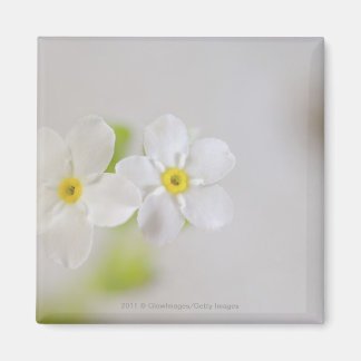 Íman Encerramento de flores