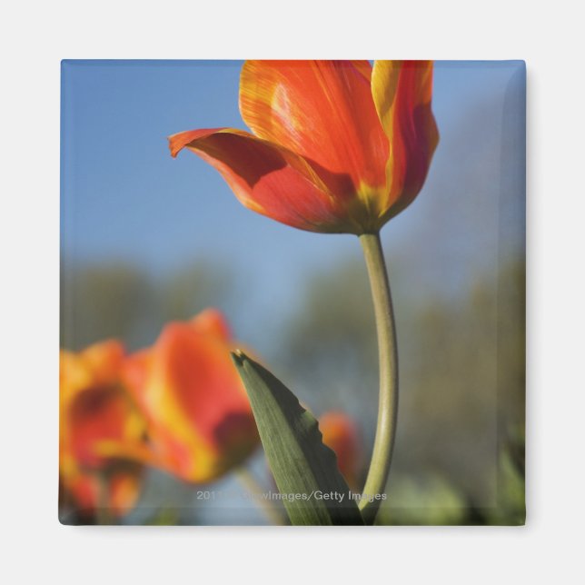 Íman Encerramento de flores tulipas (Frente)
