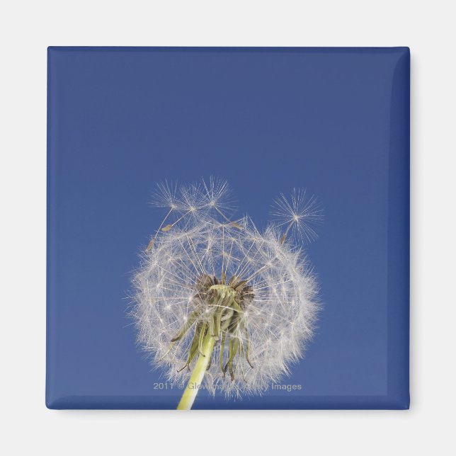 Íman Encerramento de um dandelion (Frente)
