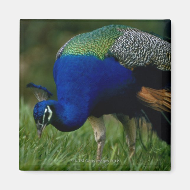 Íman Encerramento de um pavão (Frente)