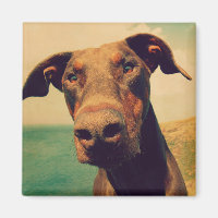 Encerramento engraçado de um cachorro Doberman Nat