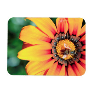 Íman Encerramento Extremo De Uma Abelha Que Coleta O Pó