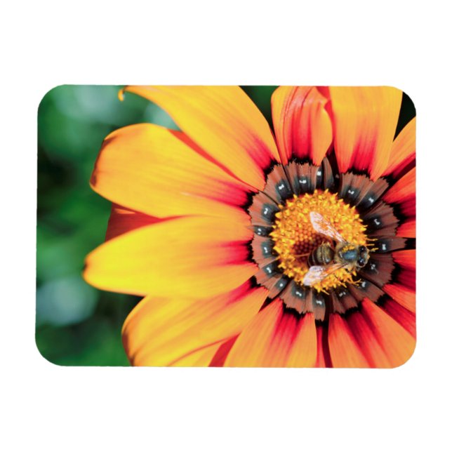 Íman Encerramento Extremo De Uma Abelha Que Coleta O Pó (Horizontal)