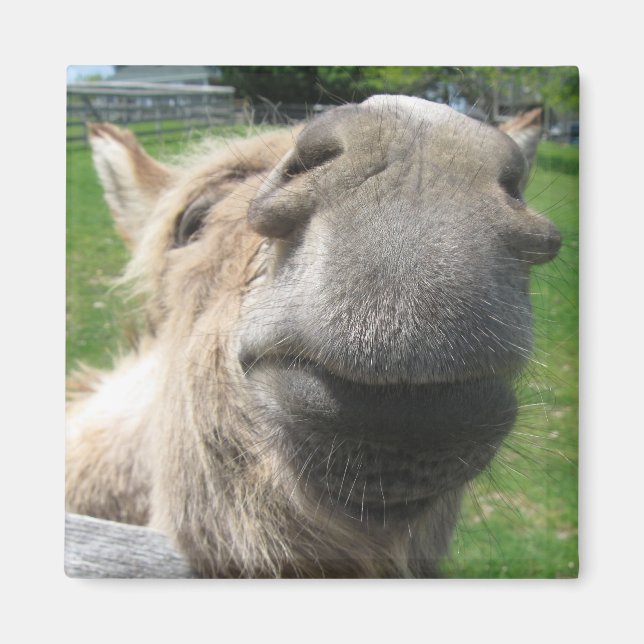 Íman Encerre o Burro (Frente)