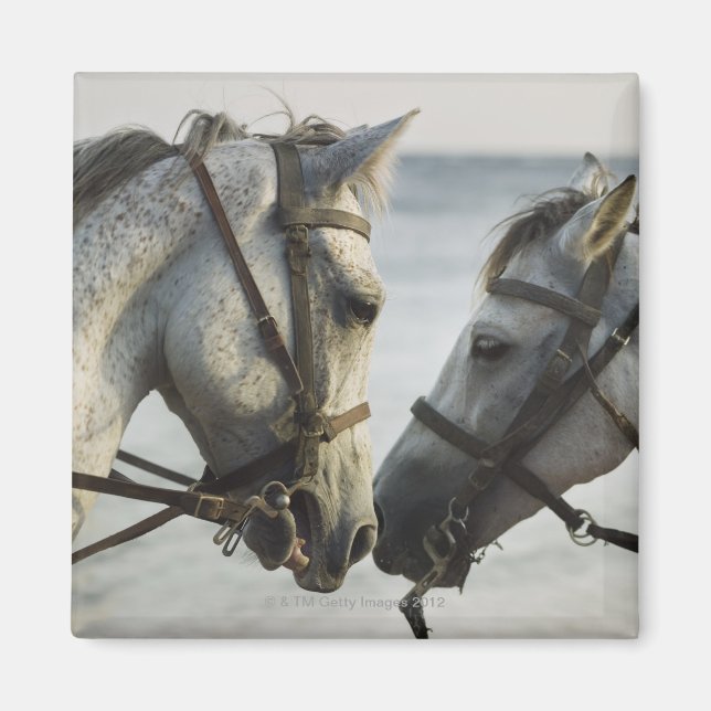 Íman Encontro de dois cavalos. (Frente)