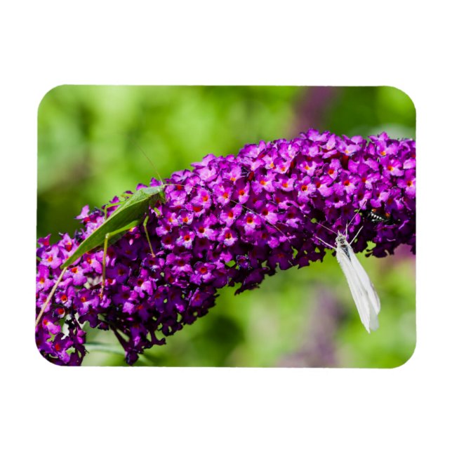 Íman energia katydid (Horizontal)