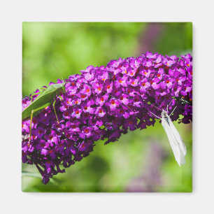 Íman energia katydid