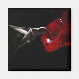 Íman Enganando um lanche da meia-noite