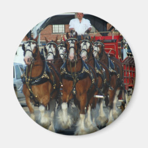 Íman Engate de cavalo de Clydesdale 6