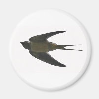 Engolir