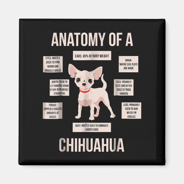 Íman Engraçada Anatomia Do Presente De Um Chihuahua (Frente)