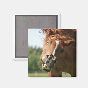 Íman Engraçado Cara de Cavalo com Lábios Enrolados, O