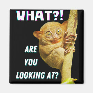 Íman Engraçado, Grande Olho Tarsier O Que Você Está 