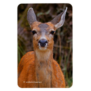 Íman Engraçado jovem Blacktail Deer sorri para o fotógr