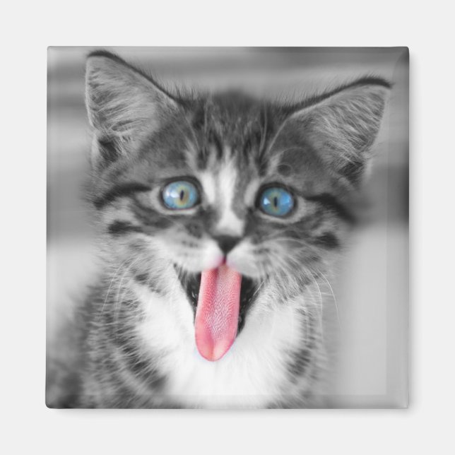 Íman Engraçado Kitten (Frente)