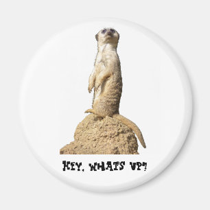 Íman Engraçado Meerkat em pé