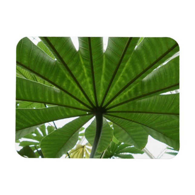 Íman Enorme Folha Verde 3"x4" (Horizontal)