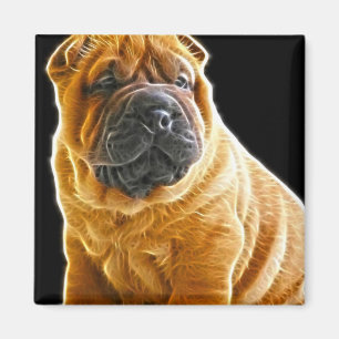 Íman Enrugamentos, o cão de filhote de cachorro chinê