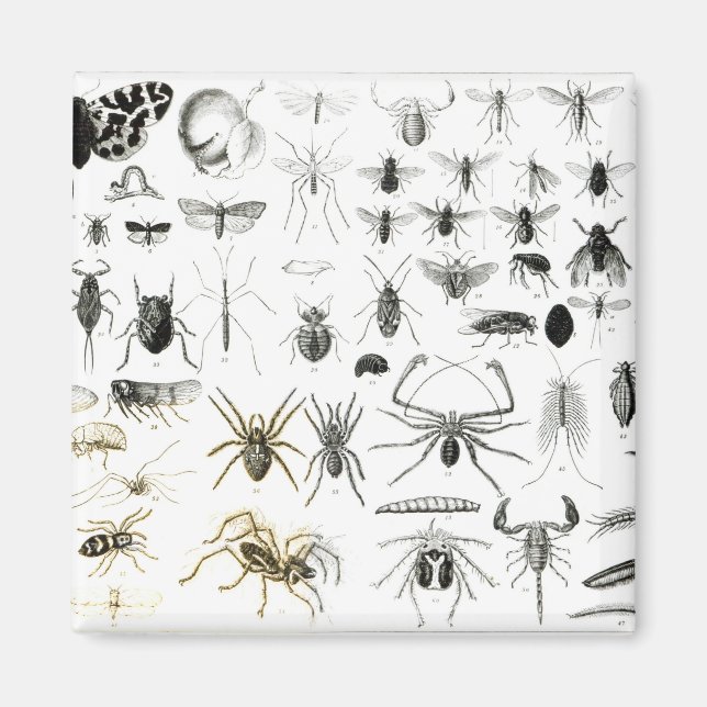Íman Entomologia, Myriapoda e Arachnida (Frente)