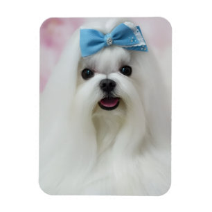 Íman Envie a Foto do Seu Cachorro Fofinho Bebê Peludo