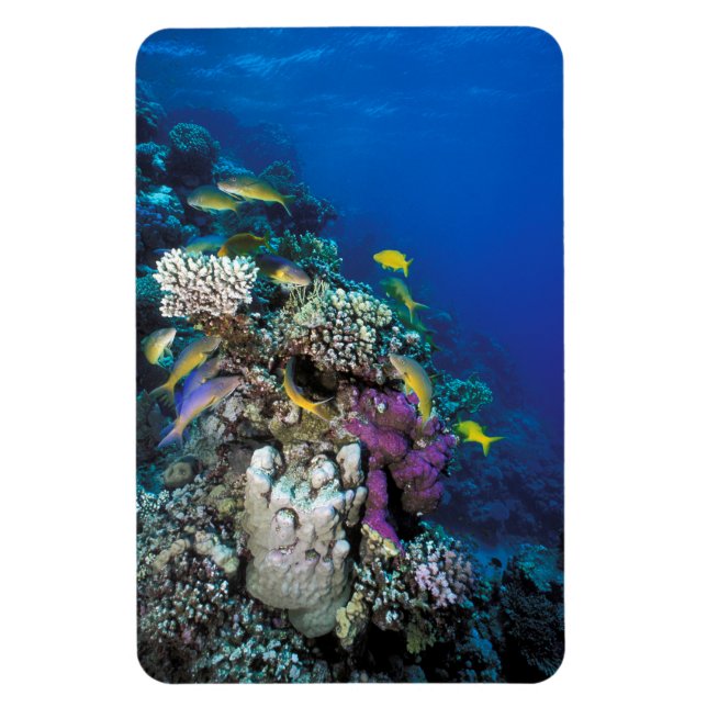 Íman Enxame De Caprinos Em Torno De Coral Pequeno (Vertical)