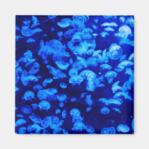 Íman Enxame de medusa