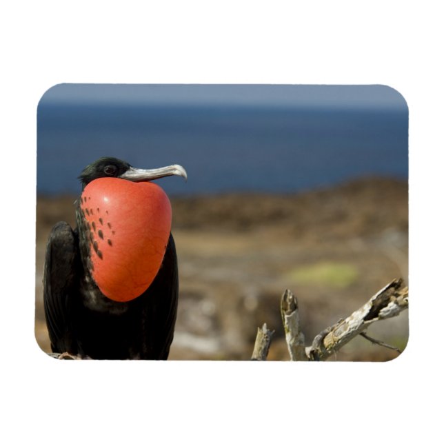 Íman Equador, Galápagos, Ilha de Genovesa. Príncipe (Horizontal)