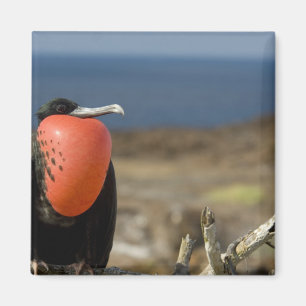 Íman Equador, Galápagos, Ilha Genovesa. Príncipe