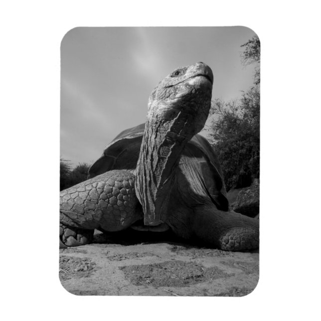 Íman Equador, Parque Nacional Ilhas Galápagos, Santa (Vertical)