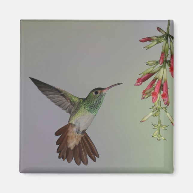 Íman Equador, Tandayapa Bird Lodge. Raiva (Frente)