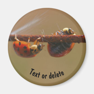Íman Equilibrando Ladybugs Natureza Personalizada