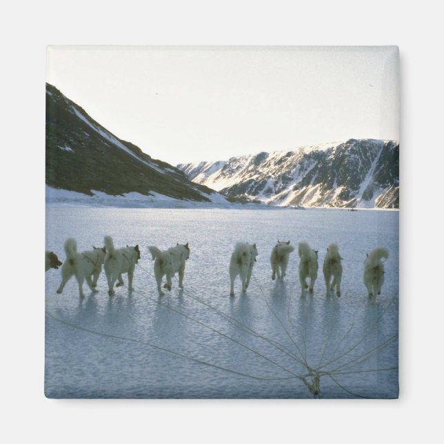 Íman Equipe de cães, Gronelândia (Frente)