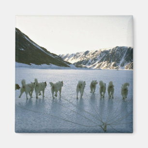 Íman Equipe do cão, Greenland