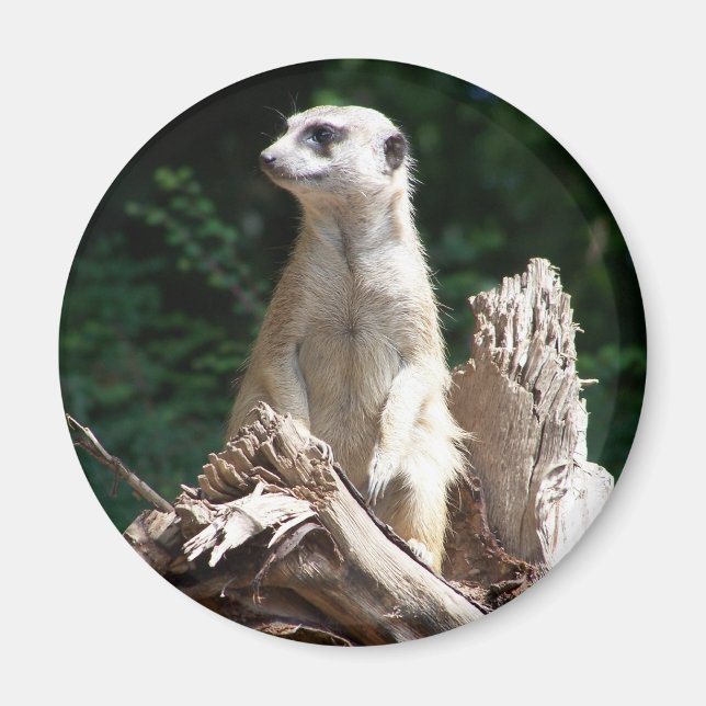 Íman Erdmännchen (Frente)