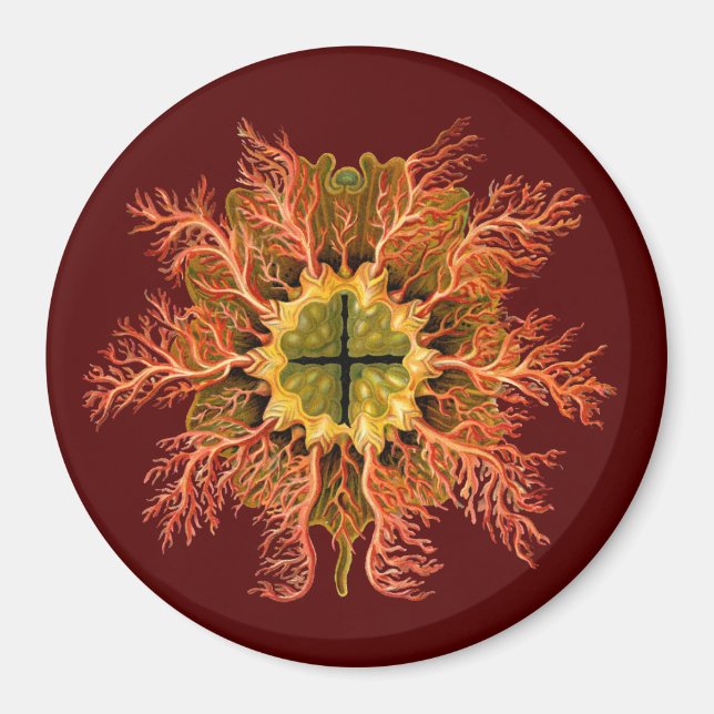 Íman Ernst Haeckel (Frente)