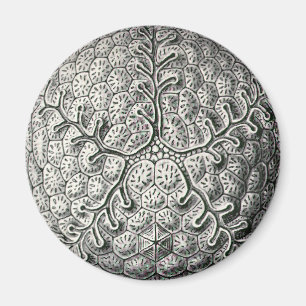 Íman Ernst Haeckel