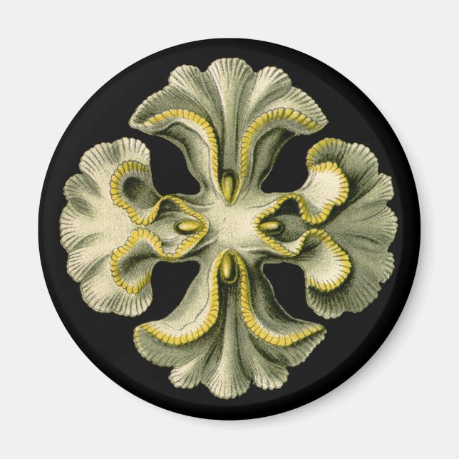 Íman Ernst Haeckel (Frente)